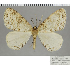 /filer/webapps/moths/media/images/A/anisa_Ectropis_AM_ZSMa.jpg