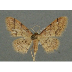 /filer/webapps/moths/media/images/S/squamulata_Idaea_AM_TMSA.jpg