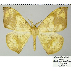 /filer/webapps/moths/media/images/M/maculosata_Epigynopteryx_AM_ZSMa.jpg