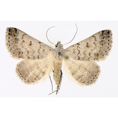 /filer/webapps/moths/media/images/M/misera_Plecoptera_AM_TMSA_02.jpg