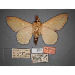 /filer/webapps/moths/media/images/F/fontainei_Pachymetana_HT_RMCA_02.jpg