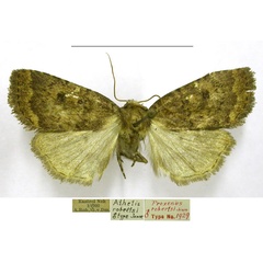 /filer/webapps/moths/media/images/R/robertsi_Proxenus_HT_TMSA.jpg