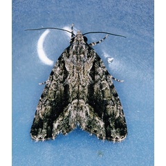 /filer/webapps/moths/media/images/I/inferalis_Iambia_A_Roland_01_SIxuksO.jpg