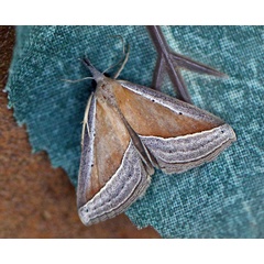 /filer/webapps/moths/media/images/C/conscitalis_Hypena_A_Voaden.jpg