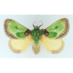 /filer/webapps/moths/media/images/V/viridimixta_Latoia_AM_TMSA.jpg