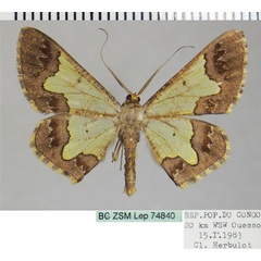 /filer/webapps/moths/media/images/T/thalia_Zamarada_AM_ZSM_02.jpg