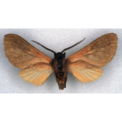 /filer/webapps/moths/media/images/H/heinrichi_Metarctia_HT_ZSM_02.jpg