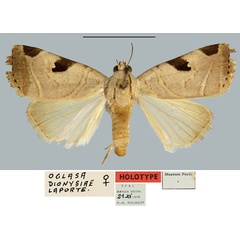 /filer/webapps/moths/media/images/D/dionysiae_Oglasa_HT_MNHN.jpg