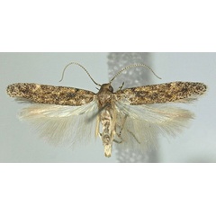 /filer/webapps/moths/media/images/G/geomicta_Scrobipalpa_AM_ZMHB.jpg