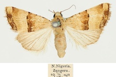 Pseudozarba bipartita bipartita