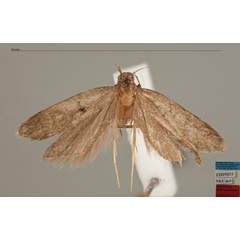 /filer/webapps/moths/media/images/D/dentata_Dichomeris_MHT_MfN.jpg