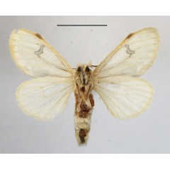 /filer/webapps/moths/media/images/N/nigrolunata_Naroma_A_MGCLb_01.JPG