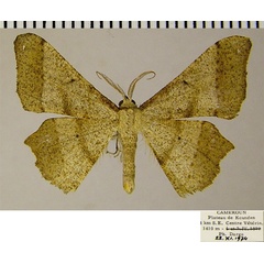 /filer/webapps/moths/media/images/L/loxostigma_Psilocladia_AM_ZSMa.jpg