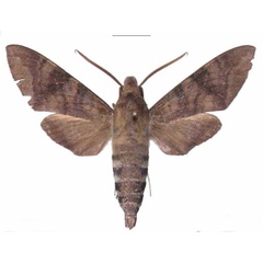 /filer/webapps/moths/media/images/C/comma_Nephele_AM_EMEM_02.jpg