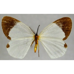 /filer/webapps/moths/media/images/E/eurema_Hylemeridia_AM_ZSMb.jpg