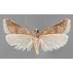 /filer/webapps/moths/media/images/M/mollis_Pseudurgis_PTM_MfNb.jpg