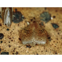 /filer/webapps/moths/media/images/P/peraffinis_Leipoxais_A_Roland_13.jpg