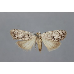 /filer/webapps/moths/media/images/B/bryophiloides_Meganola_HT_BMNH.jpg