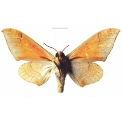 /filer/webapps/moths/media/images/A/abyssinicus_Pseudoclanis_AM_EMEMb.jpg