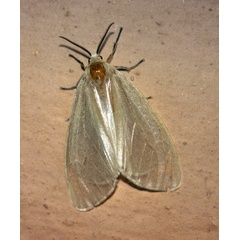 /filer/webapps/moths/media/images/A/aetheria_Ruanda_A_Roland_01.jpg