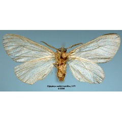 /filer/webapps/moths/media/images/S/sordida_Rhypopteryx_HT_SNHMb.jpg