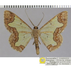 /filer/webapps/moths/media/images/A/astales_Zamarada_PTM_ZSM.jpg