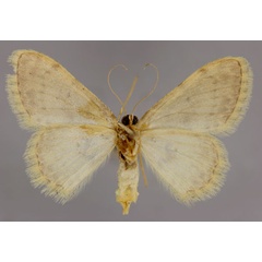 /filer/webapps/moths/media/images/N/nachtigali_Scopula_A_ZSM_02.jpg