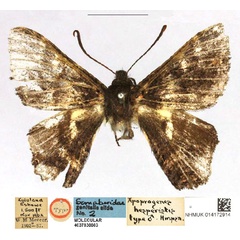 /filer/webapps/moths/media/images/H/hesperistis_Apoprogones_HT_NHMUKa.jpg