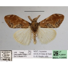 /filer/webapps/moths/media/images/B/basalis_Olene_A_MGCLa_01.jpg