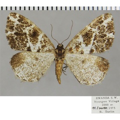 /filer/webapps/moths/media/images/P/prouti_Xylopteryx_AF_ZSM.jpg