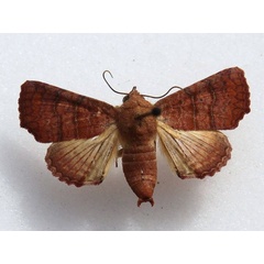 /filer/webapps/moths/media/images/P/polychorda_Eutelia_A_Goff_01.jpg