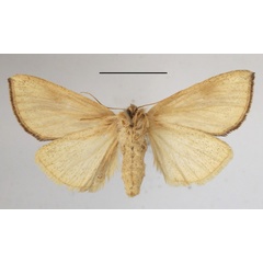 /filer/webapps/moths/media/images/F/fuscata_Lopiena_AF_MGCLb_02.JPG
