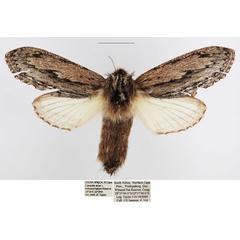 /filer/webapps/moths/media/images/P/picturata_Braura_AF_TMSA_02.jpg