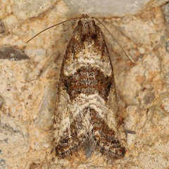 /filer/webapps/moths/media/images/T/trimeni_Eugnosta_A_Heyns_02.JPG