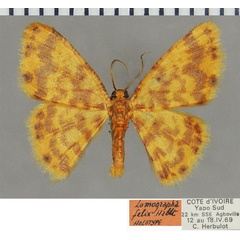 /filer/webapps/moths/media/images/F/felix_Lomographa_HT_ZSMa.jpg