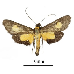 /filer/webapps/moths/media/images/K/kenrickalis_Mabilleodes_AM_a.JPG