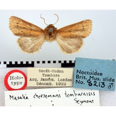 /filer/webapps/moths/media/images/T/tamburensis_Masalia_HT_BMNH.jpg