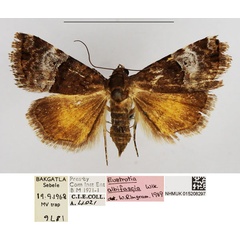 /filer/webapps/moths/media/images/A/albifascia_Ozarba_AF_NHMUK.jpg