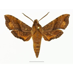 /filer/webapps/moths/media/images/A/aureata_Basiothia_AM_Basquina.jpg