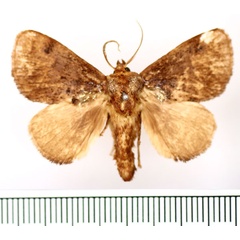 /filer/webapps/moths/media/images/A/auribasalis_Ctenolita_AM_BMNH_02.jpg