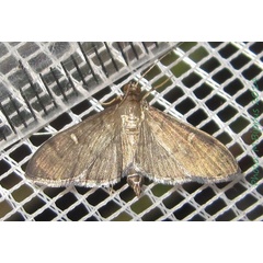 /filer/webapps/moths/media/images/M/minoralis_Herpetogramma_A_Bippus.jpg