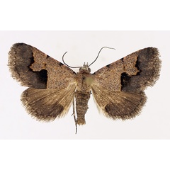 /filer/webapps/moths/media/images/C/culminifera_Baniana_AM_TMSA_01.jpg