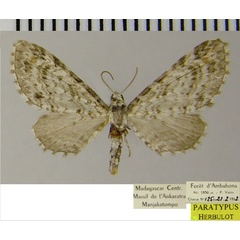 /filer/webapps/moths/media/images/H/hydrargyrea_Eupithecia_PTF_ZSM.jpg