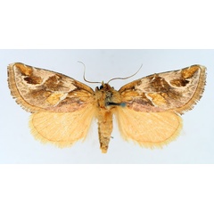 /filer/webapps/moths/media/images/D/decorata_Crothaema_AF_TMSA.jpg