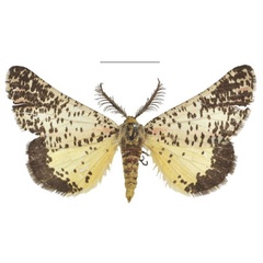 /filer/webapps/moths/media/images/T/thapsinus_Nothabraxas_AM_RMCA_01.jpg