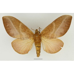 /filer/webapps/moths/media/images/P/papyroides_Pachytrina_AF_Basquin_02.jpg