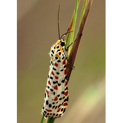 /filer/webapps/moths/media/images/P/pulchella_Utetheisa_A_Braun_13.jpg