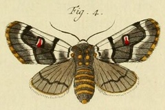 Diaphone sylviana