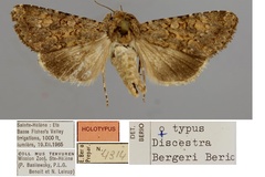 Cardepia bergeri