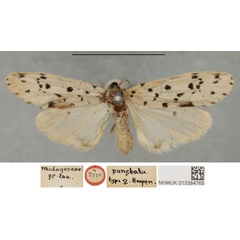 /filer/webapps/moths/media/images/P/punctata_Philenora_HT_NHMUKa.jpg